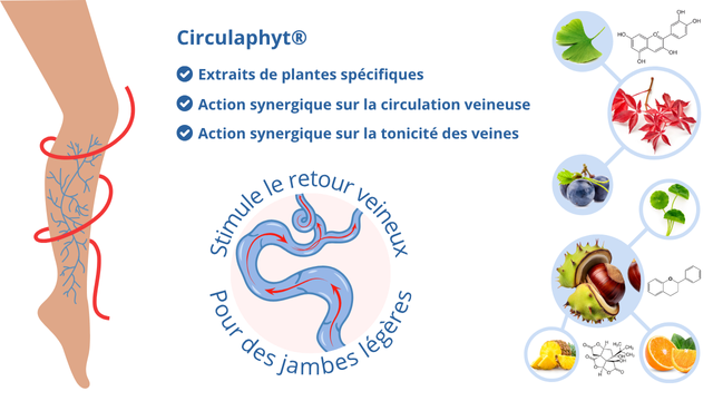 Circulaphyt un complexe synergique soutenant une bonne circulation veineuse et le retour veineux