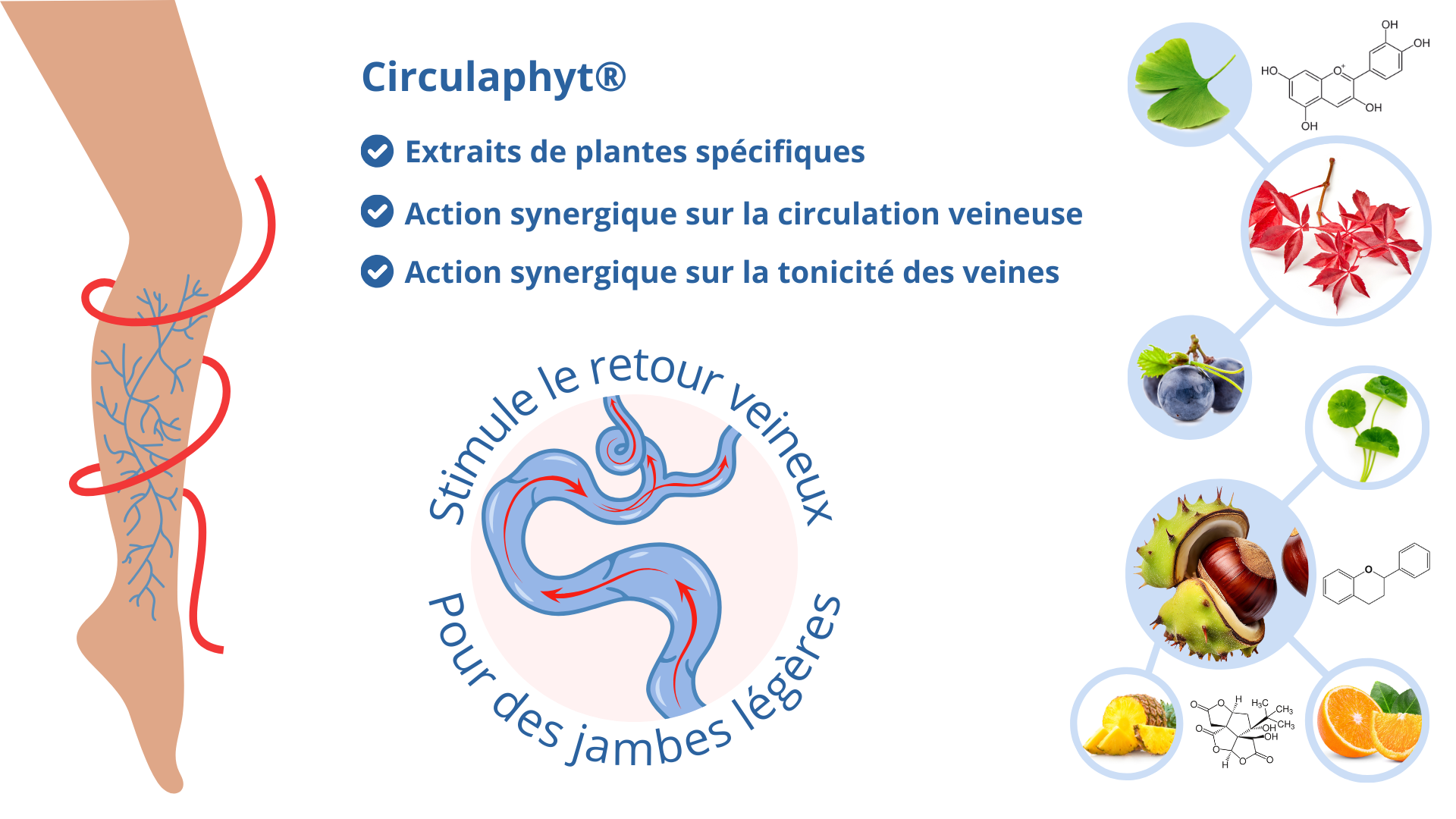 Circulaphyt un complexe synergique soutenant une bonne circulation veineuse et le retour veineux