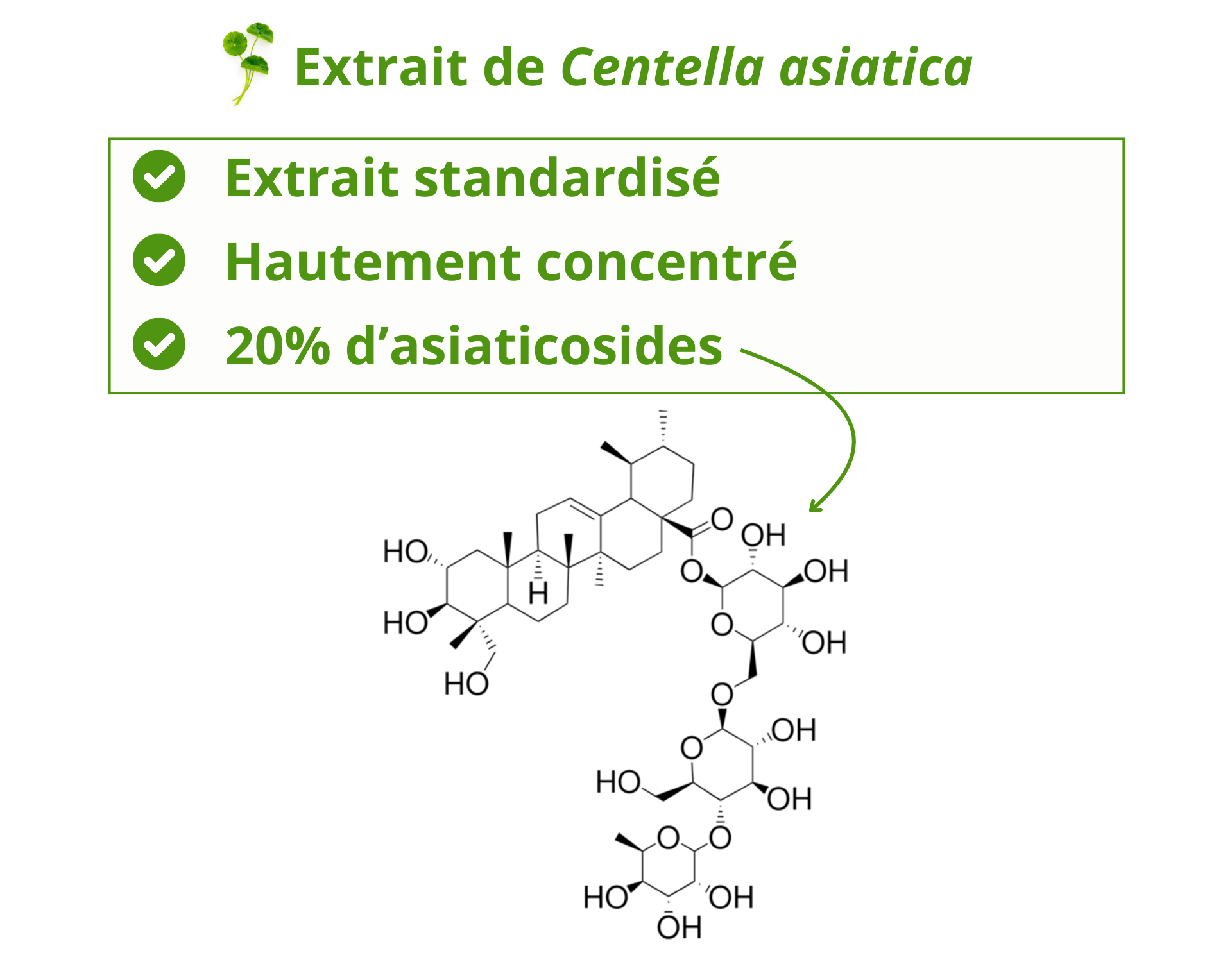 Extrait de centella asiatica standardisé en asiaticosides
