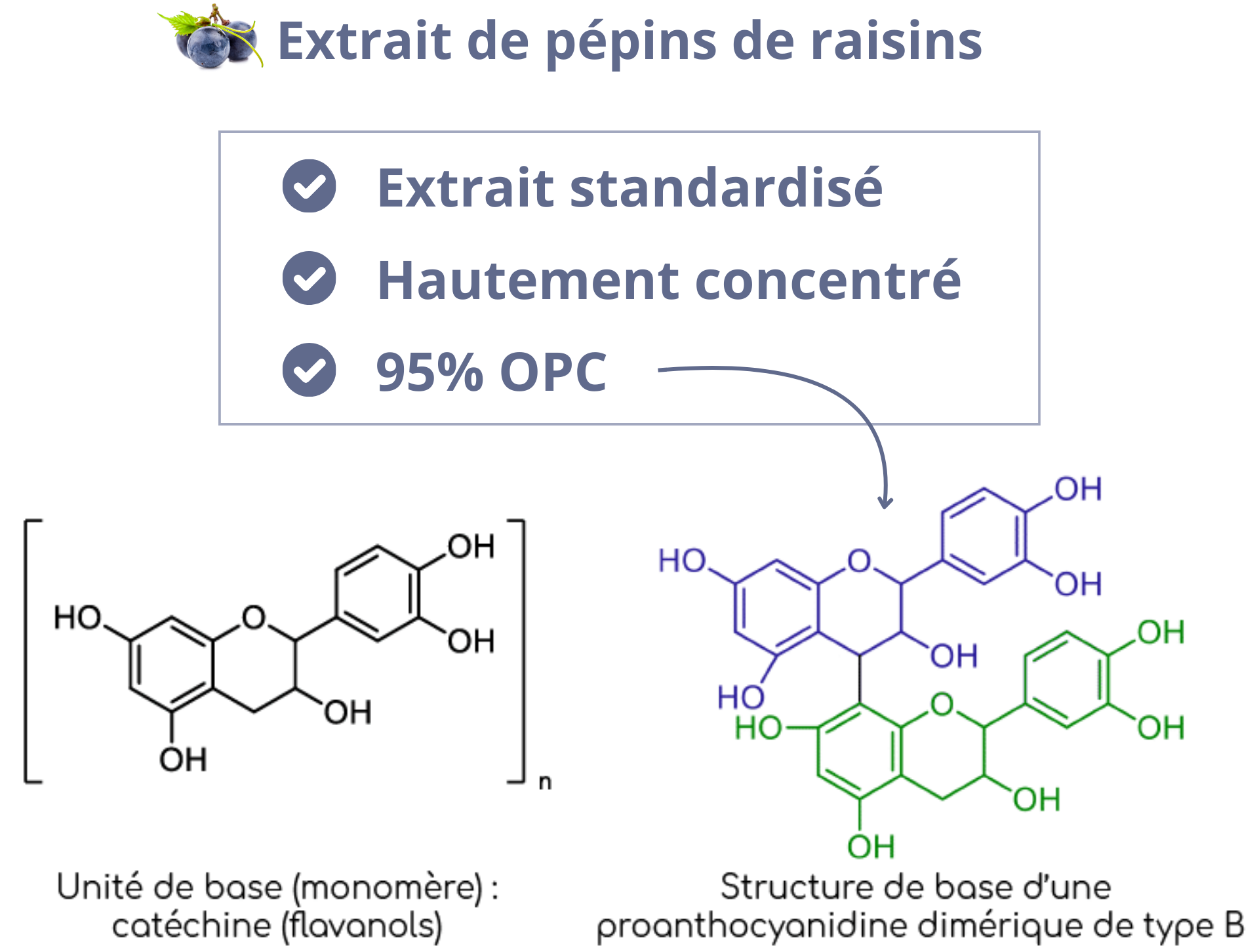 Extrait de pepins de raisins hautement concentré en OPC
