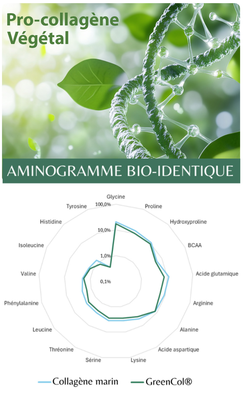 Composition et structure du collagène vegetal/vegan
