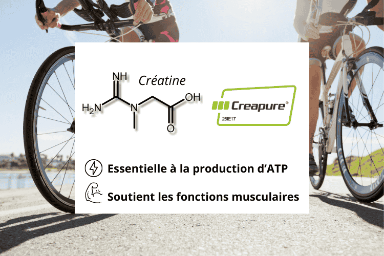 Creatine monohydrate creapure premium pour soutenir les muscles.