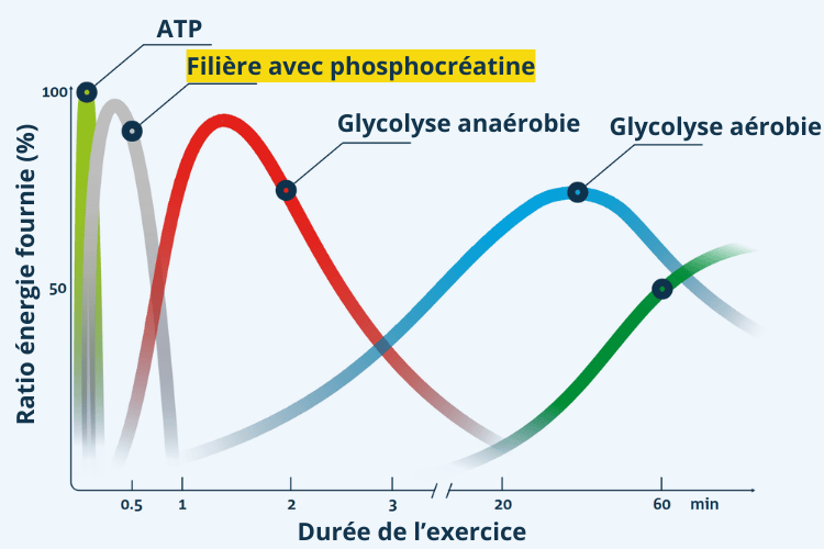 Role cle de la phosphocreatine dans le metabolisme energetique
