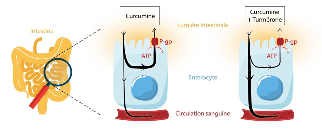 Inhibition partielle de filtration de la curcumine via les transporteurs P-gp des entérocytes en présence d'Artumérone
