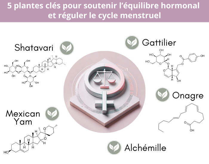 5 plantes clés pour soutenir l'équilibre hormonal et réguler le cycle menstruel