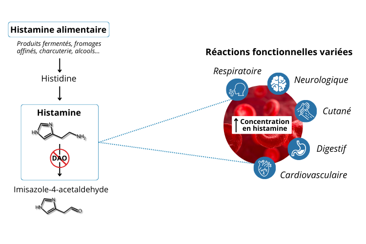 DAO enzyme essentielle a la degradation de l'histamine