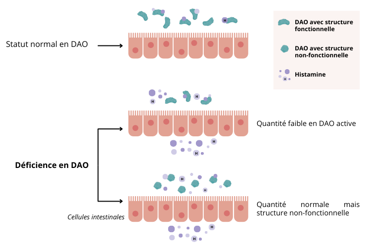 Les conséquences déficit en DAO 