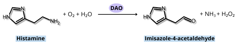 Dégradation de l'histamine par la DAO