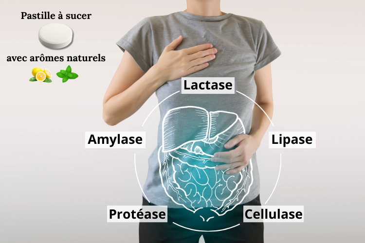 5 enzymes digestives majeures composant digestenzym : amylase, protéase neutre, lipase, lactase et cellulase