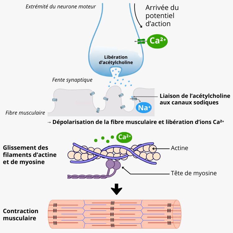 Soutien de la fonction musculaire et nerveuse
