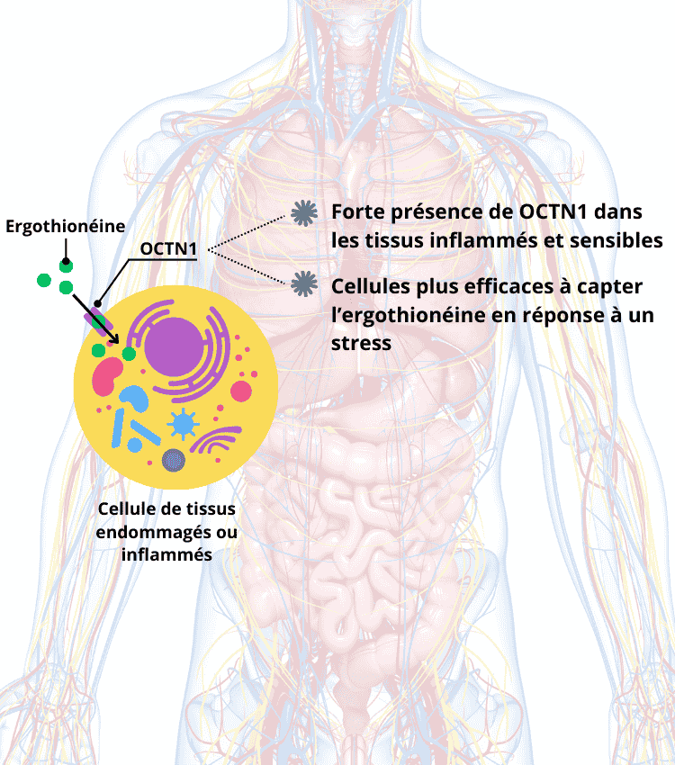 L’ergothionéine : l’antioxydant intelligent, naturellement dirigé vers les tissus sensibles
