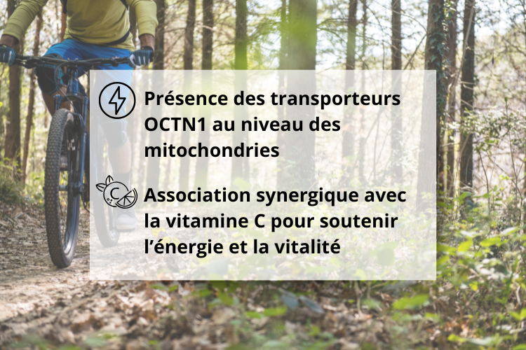 L'effet de l'ergothionéine Mycocomplex sur le métabolisme énergétique et la performance physique