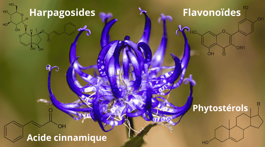 Principes actifs de l'harpagophytum responsables de l'amélioration de la souplesse articulaire