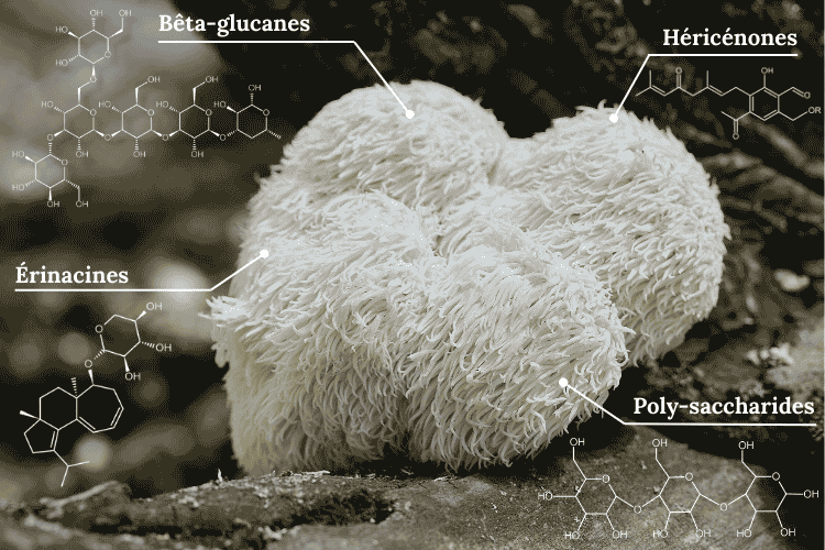 Hericium et molecules actives