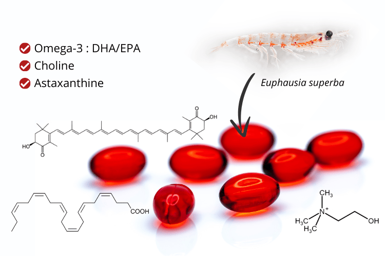 La composition de l'huile de krill