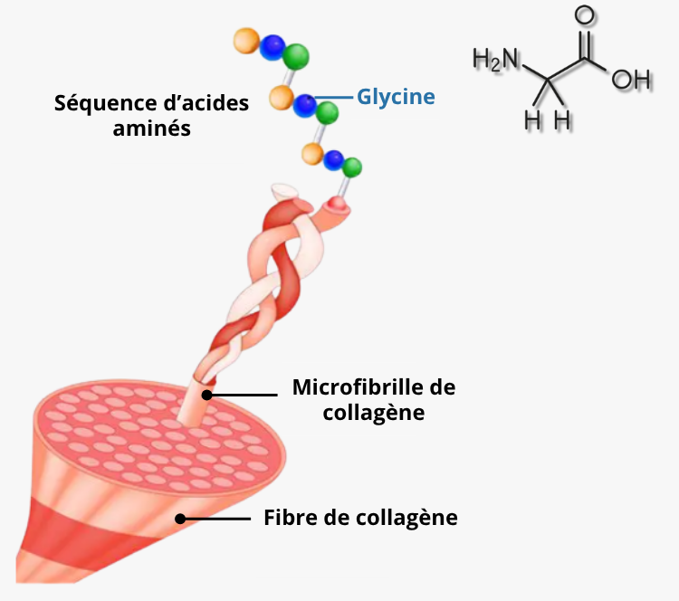 Glycine et synthese de collagene endogene