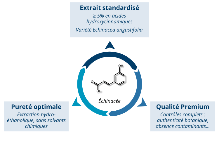 Extrait d’échinacée hautement standardisé