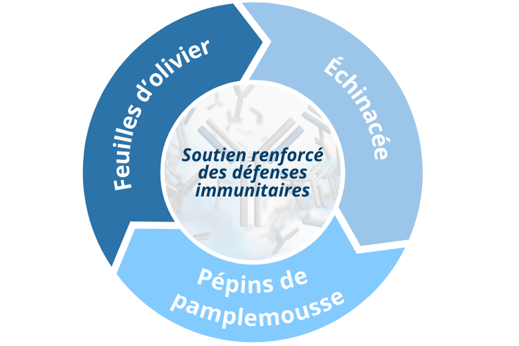 Complexe d'extraits standardisés de plantes : feuilles d'olivier à 30% d'oleuropéine, échinacée, pépins de pamplemousse.