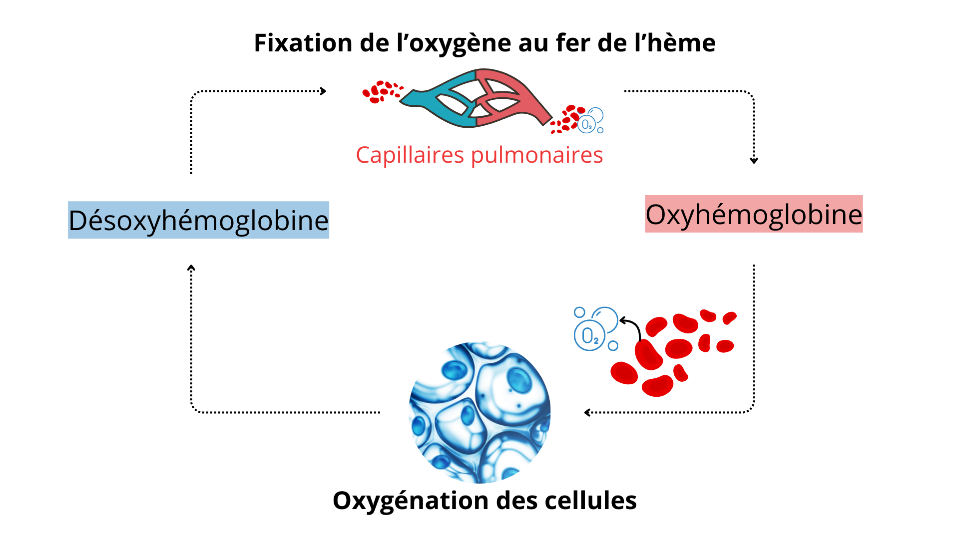 Rôle de l'hémoglobine dans l'approvisionnement en oxygene de nos cellules