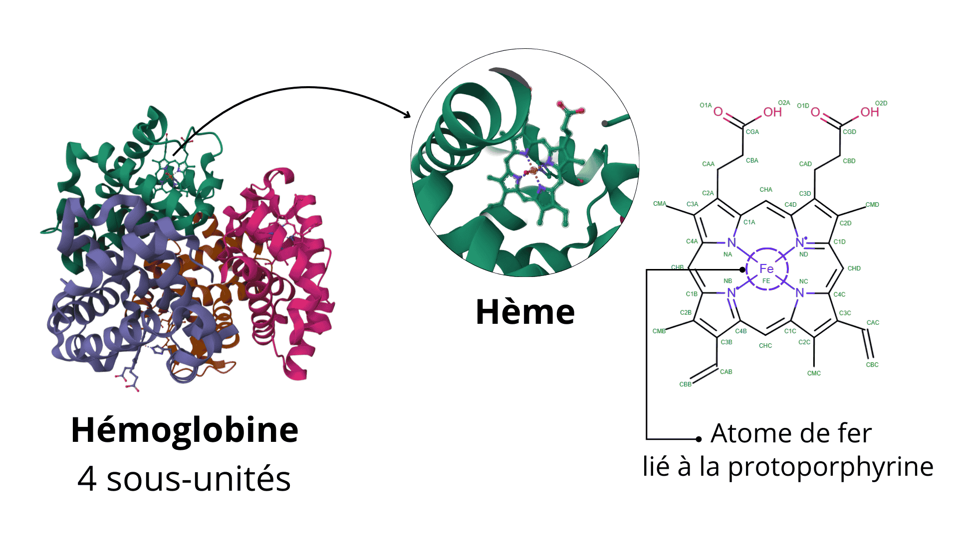 Structure moléculaire de l'hemoglobine