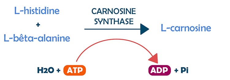 Biosynthèse endogène enzymatique de la carnosine.