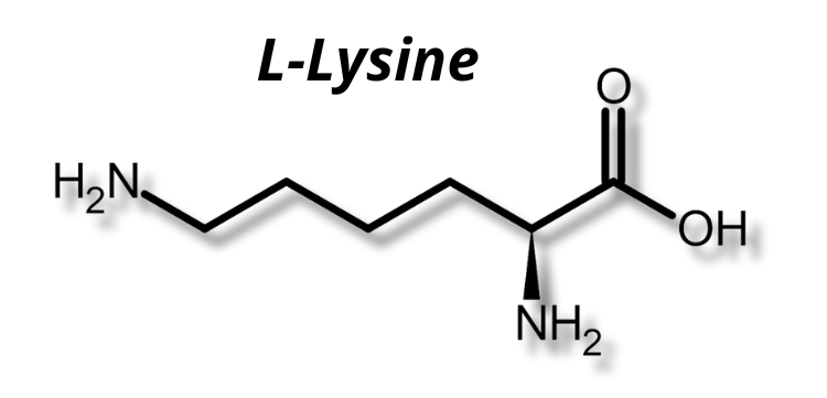 structure moléculaire de la L-lysine acide aminé essentiel