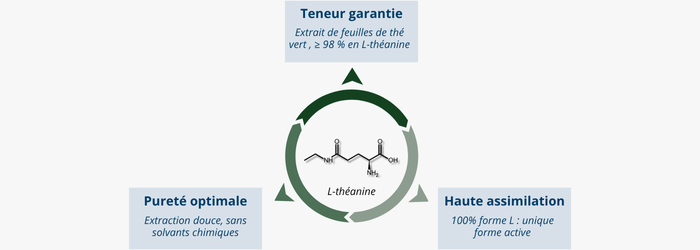 les points forts de la L-théanine