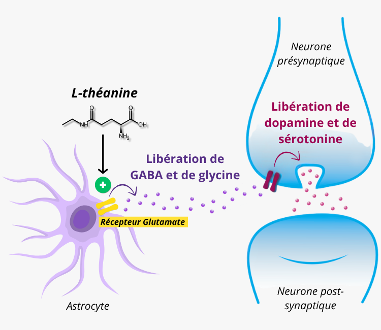 Mécanismes d'action de la l-théanine