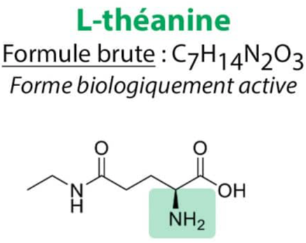 L-théanine, la forme bioactive de la théanine