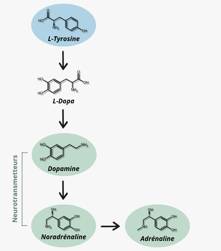 L-tyrosine : un acide aminé endogène précurseur des neurotransmetteurs