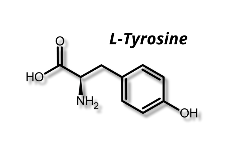 Structure moléculaire L-Tyrosine
