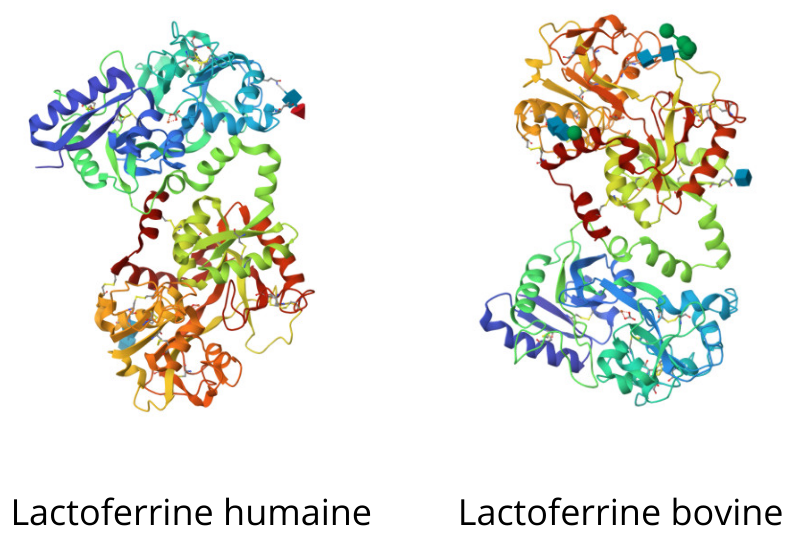 similitudes structurales des lactoferrines 
