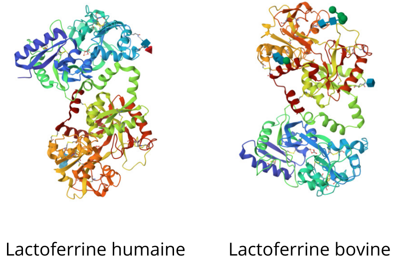  similitudes structurales des lactoferrines 