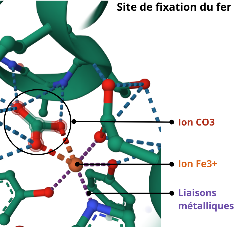 Site de fixation du fer de la lactoferrine