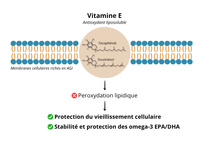 Vitamine E, un antioxydant naturel