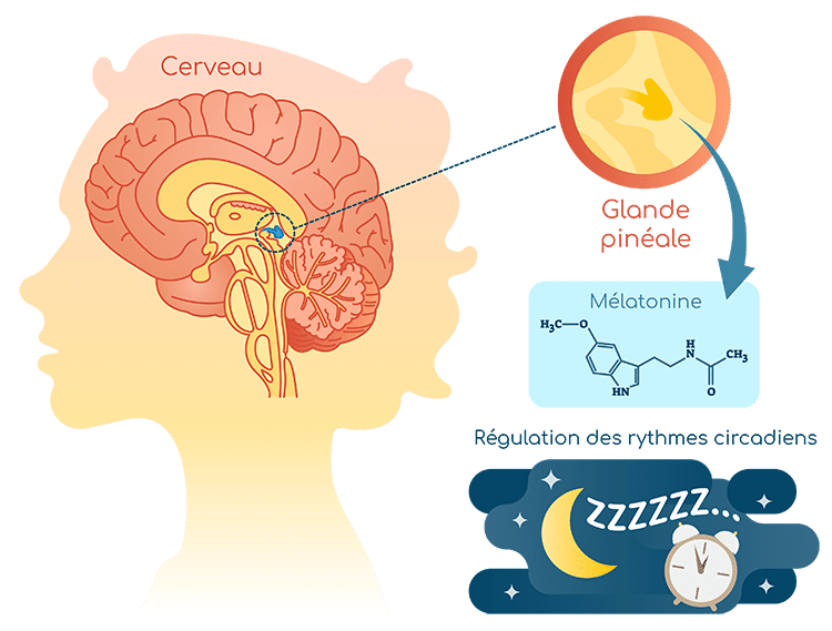 Schéma moléculaire de la mélatonine
