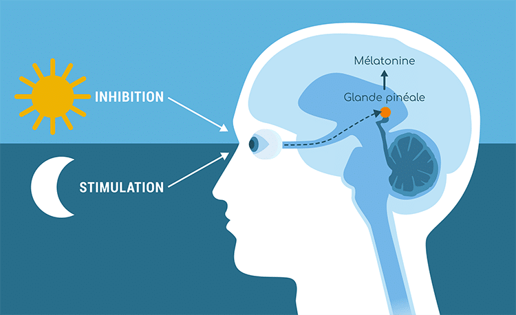 melatonine-glande-pineale-regulation