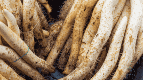 extrait de mexican yam