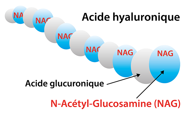La NAG est un précurseur de l'acide hyaluronique
