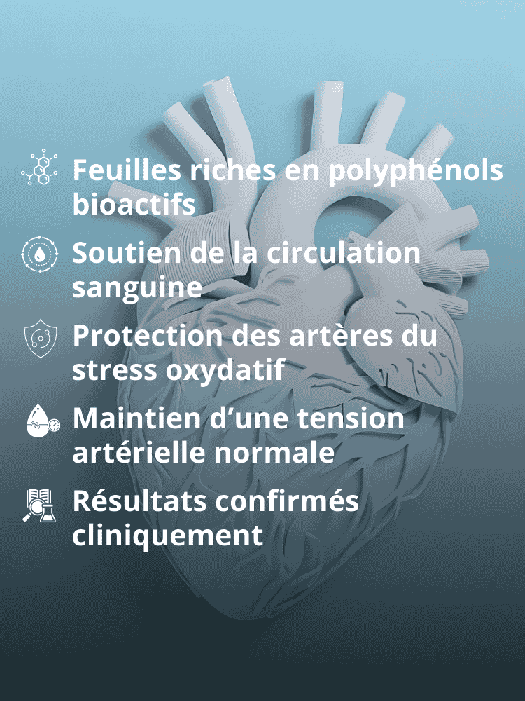 Les extraits de feuilles d’olivier : une source de polyphénols aux effets documentés sur la santé cardio-vasculaire