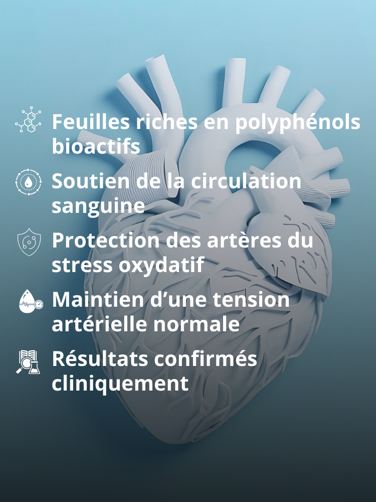 Les extraits de feuilles d’olivier : une source de polyphénols aux effets documentés sur la santé cardio-vasculaire
