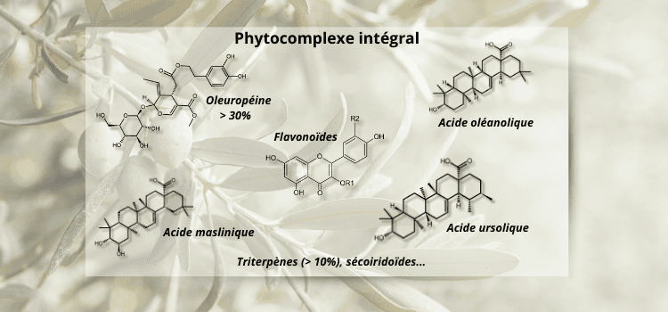 oleuropéine : un phytocomplexe complet