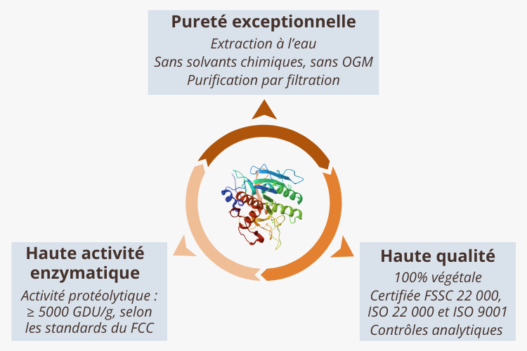 Bromélaïne (Ananas comosus) : Enzyme végétale hautement active, extraite de la tige d’ananas