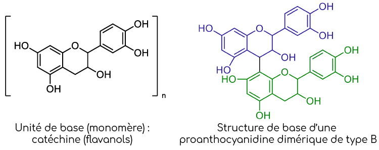 structure opc de raisins