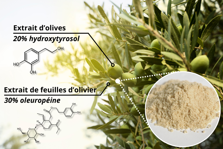 association d'Extraits de feuilles d’olivier (30 % l'oleuropéine) et d'Extraits de fruits d’olive entiers (20 % d’hydroxytyrosol et dérivés)