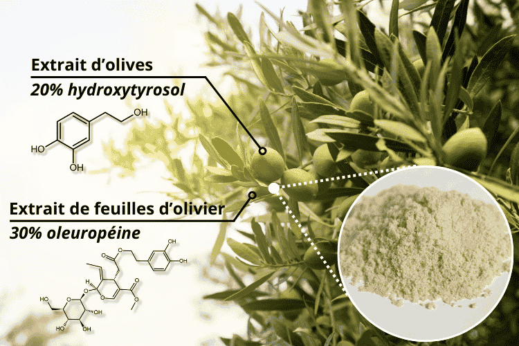 association d'Extraits de feuilles d’olivier (30 % l'oleuropéine) et d'Extraits de fruits d’olive entiers (20 % d’hydroxytyrosol et dérivés)