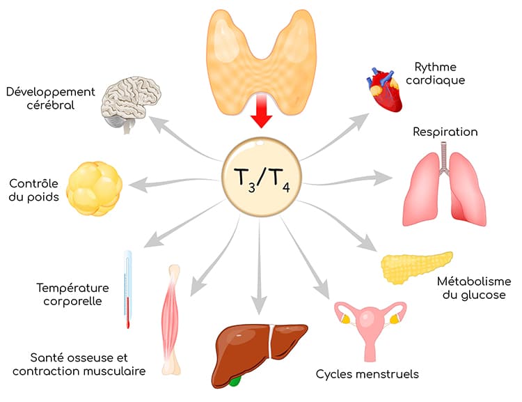 L'iode est indispensable pour la Synthèse des hormones thyroidiennes (T3 et T4)