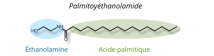 Définition du PEA Palmitoyléthanolamide