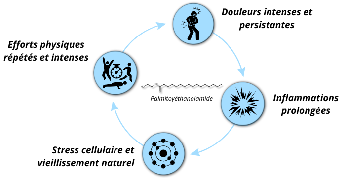 Palmitoyléthanolamide PEA 400mg Micronisé OptiPEA® – Apaise Douleurs & Inconforts Musculaires – 30 Gélules Pure Végétale