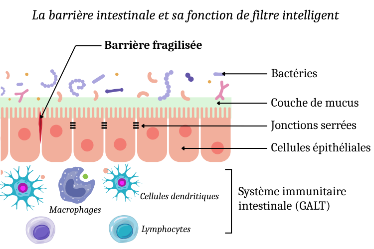Permeapur® Premium, une formule experte, développée pour accompagner les situations digestives exigeantes et la fragilisation persistante de la barrière intestinale.